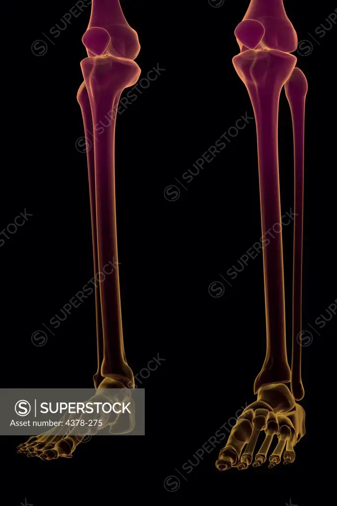 Three-quarter view of stylized bones of the lower legs, ankle joints and feet.