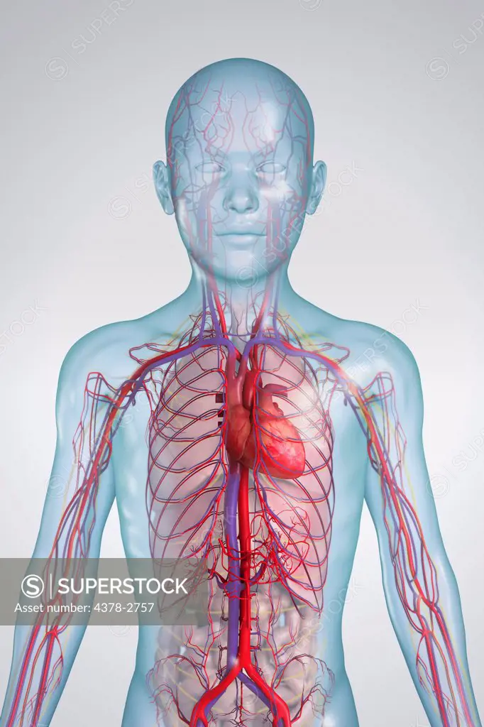 Anatomical model of a child showing the cardiovascular system.