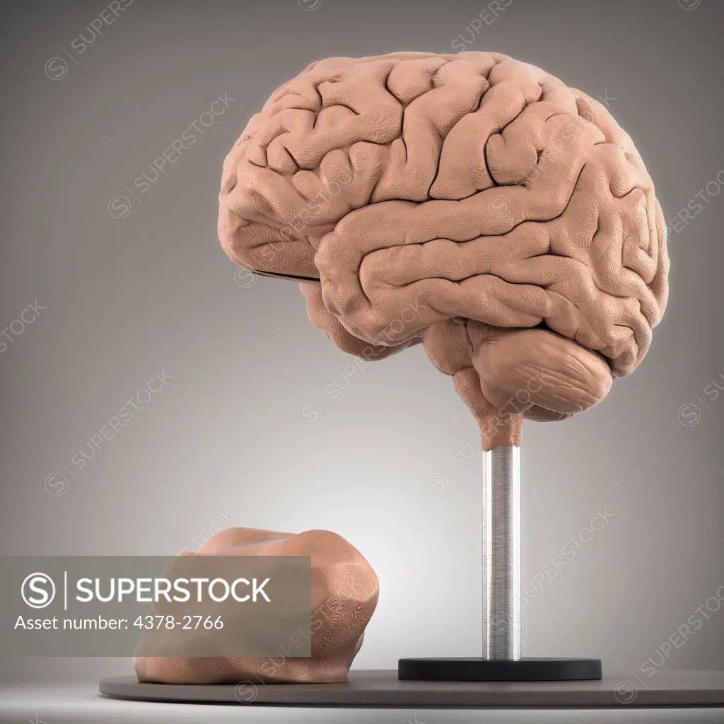 Clay model showing the anatomical structure of a brain.