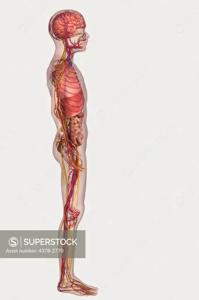 Digital illustration of a pre-adolescent male child showing the structure of the internal organs.