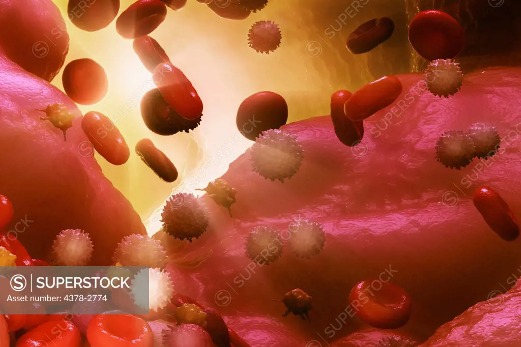 Group of red and white blood cells circulating in the bloodstream.