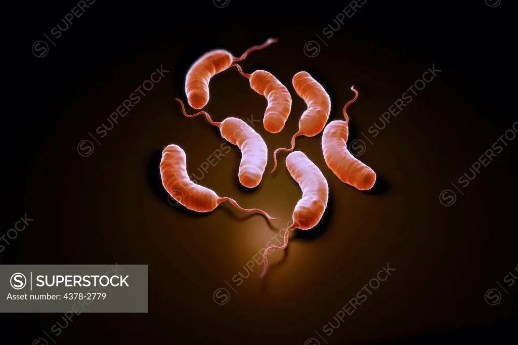 Group of vibrio cholerae bacteria which causes cholera.