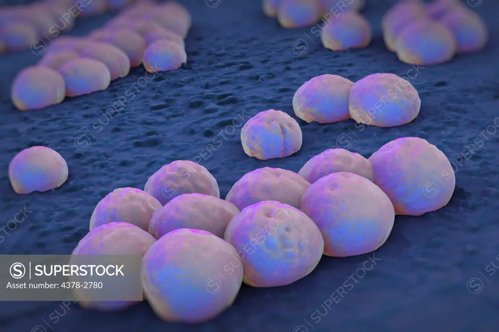 Clusters of 'superbug' (MRSA) bacteria.