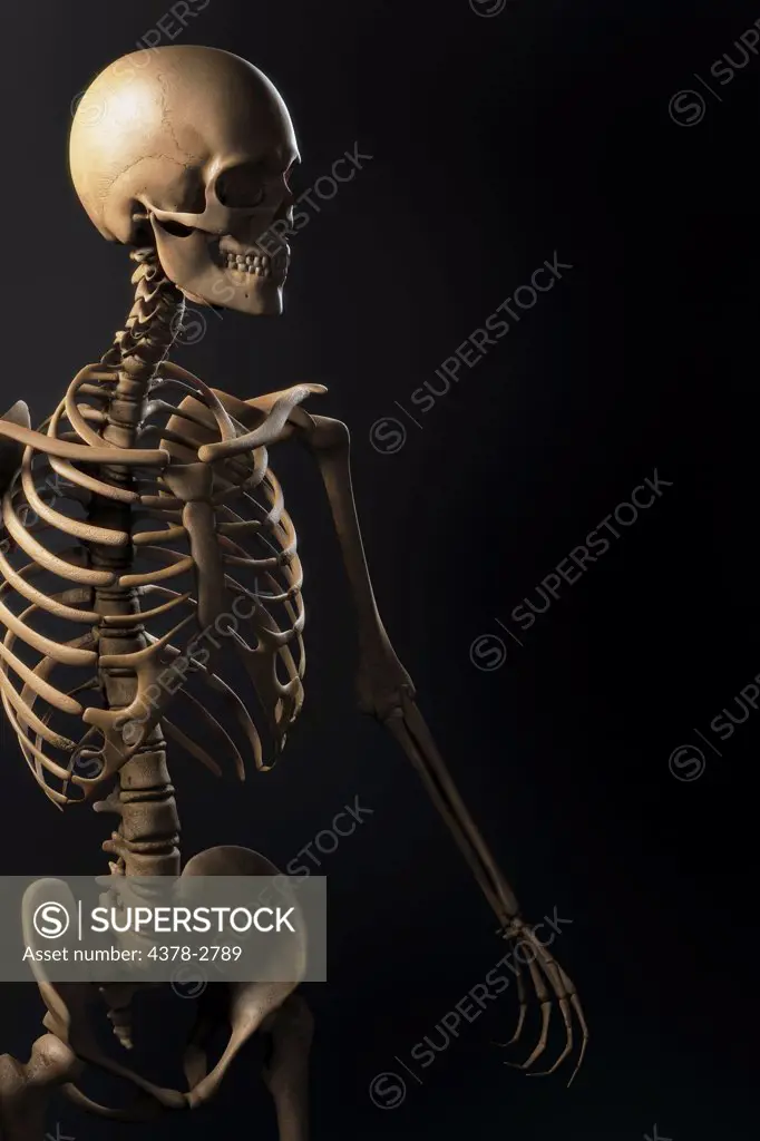 Anatomical model showing the human skeletal structure.