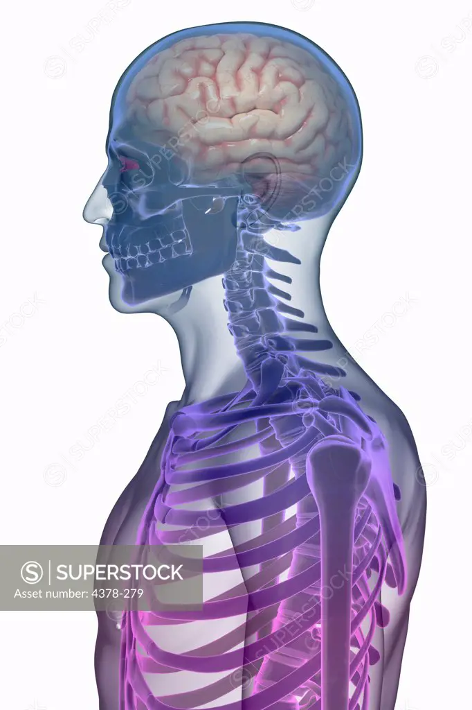 Stylized side view of the bones of the head and neck within the skin. The brain is also present within the skull.