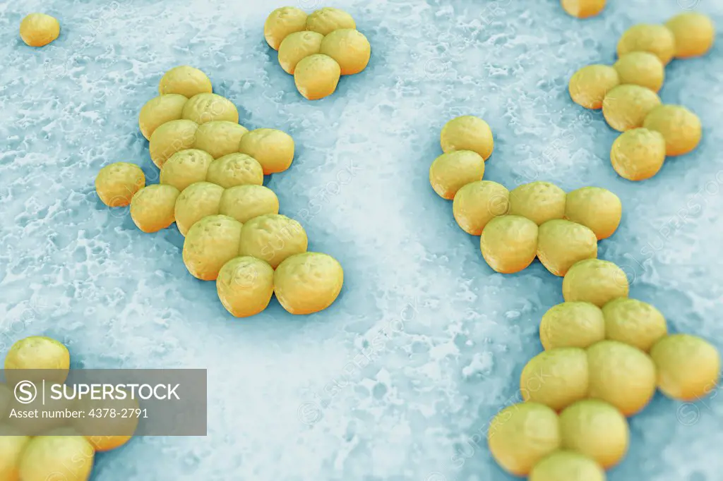 Clusters of 'superbug' (MRSA) bacteria.