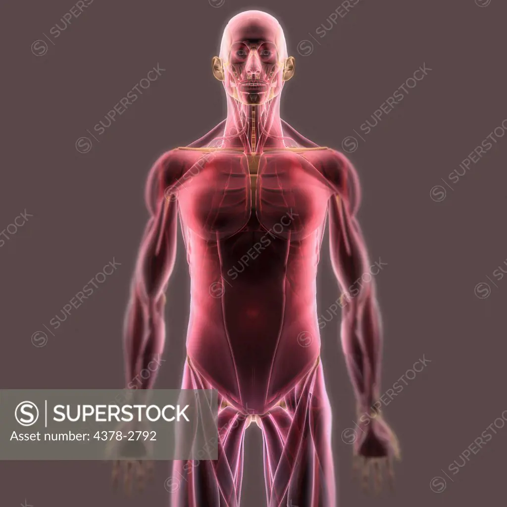 Anatomical model showing the human muscle system.
