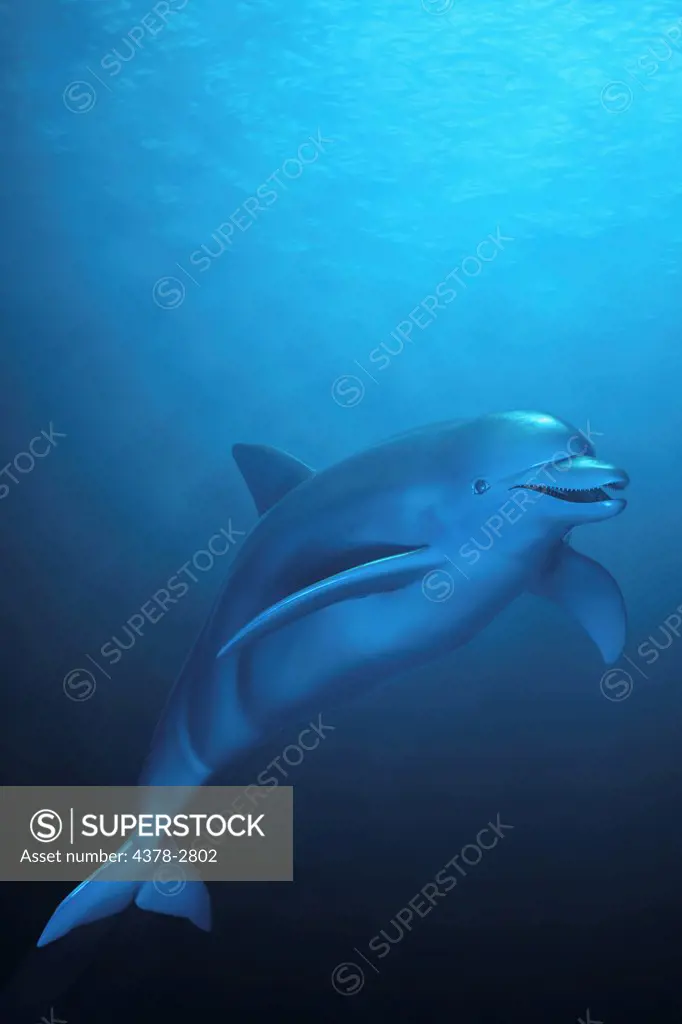 Dolphin swimming in blue waters.