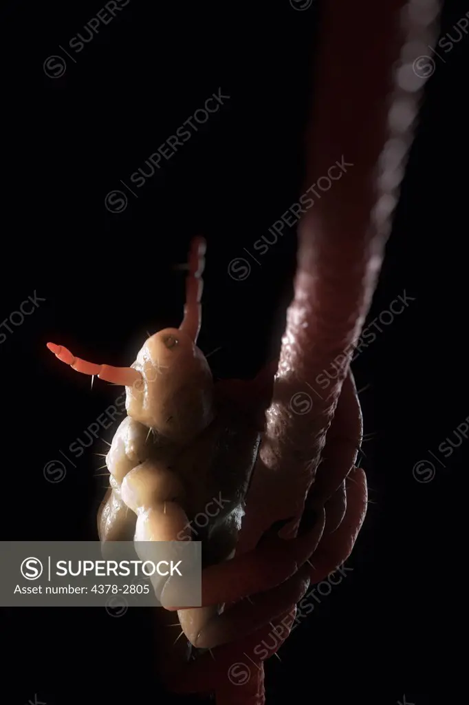Parasitic head louse clinging to a hair follicle.