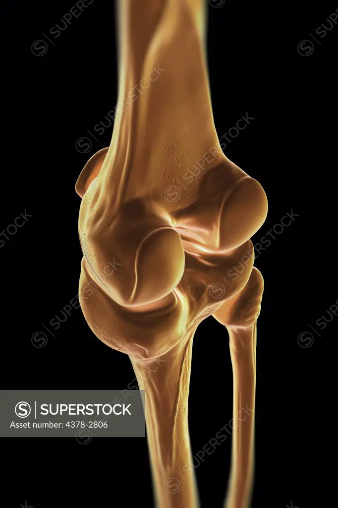 Model showing the human knee joint and its connecting bones.