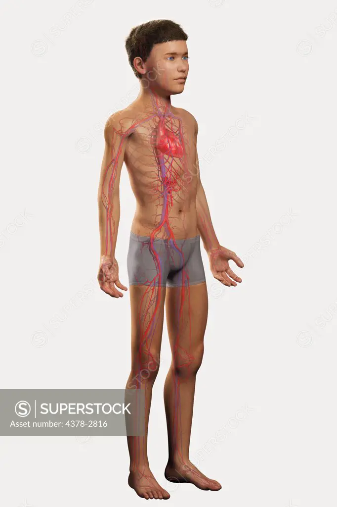 Digital illustration of a pre-adolescent male child with the heart and blood vessels of the cardiovascular system visible within the body