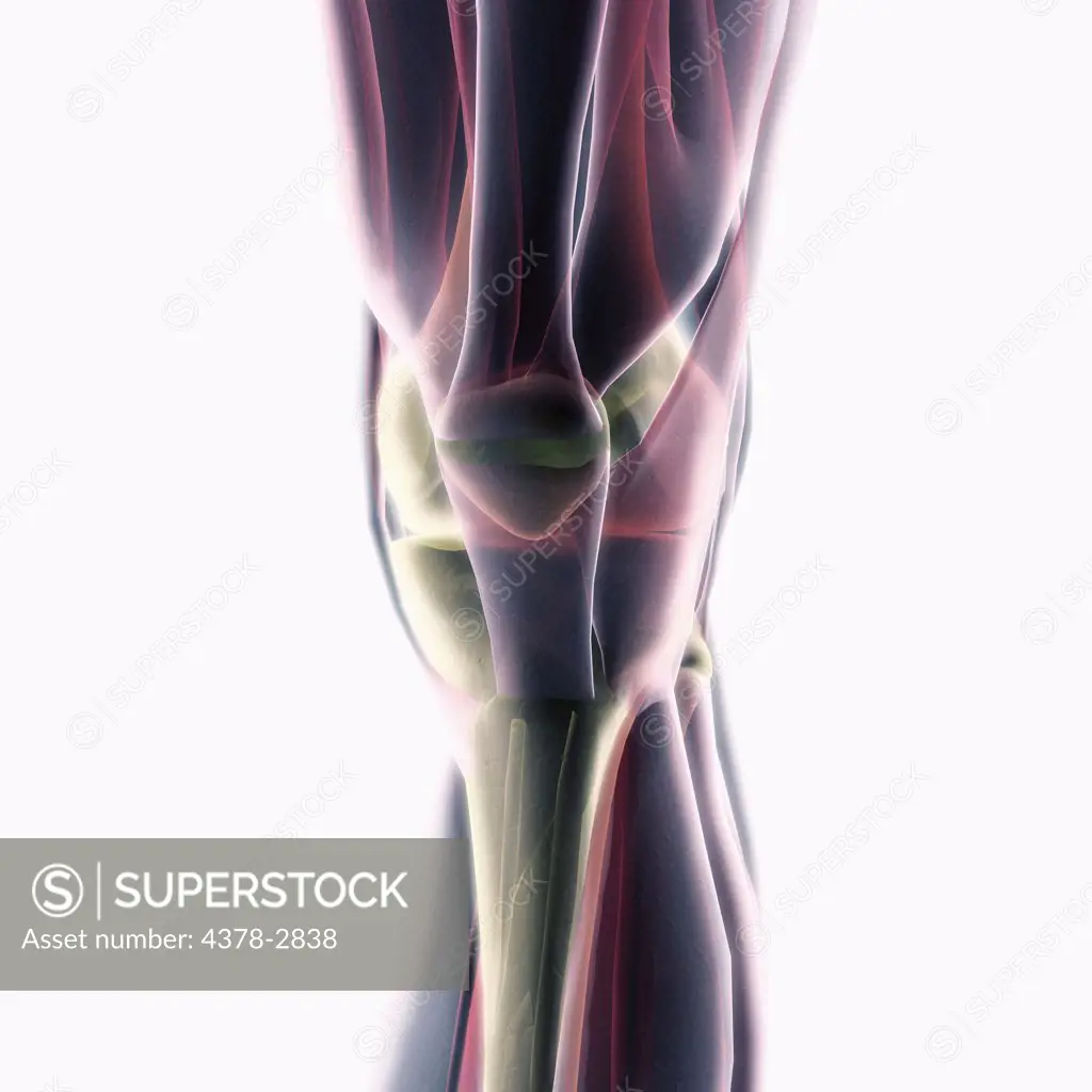 Anatomical model showing muscular structure of the knee.