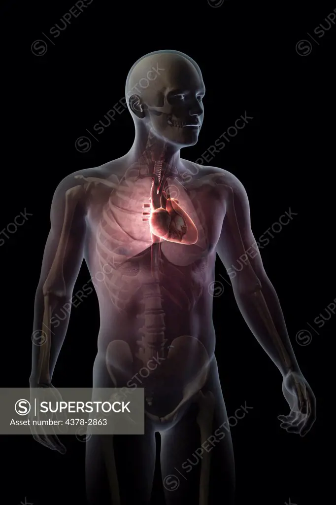 Anatomical model showing the position of the human heart within the chest.