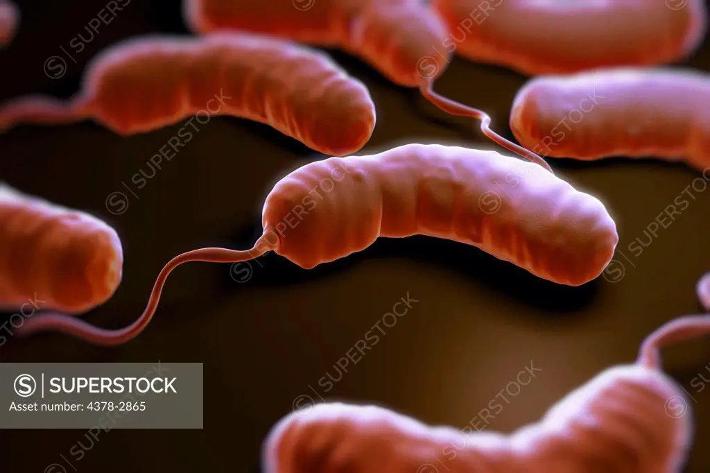 Group of vibrio cholerae bacteria which causes cholera.
