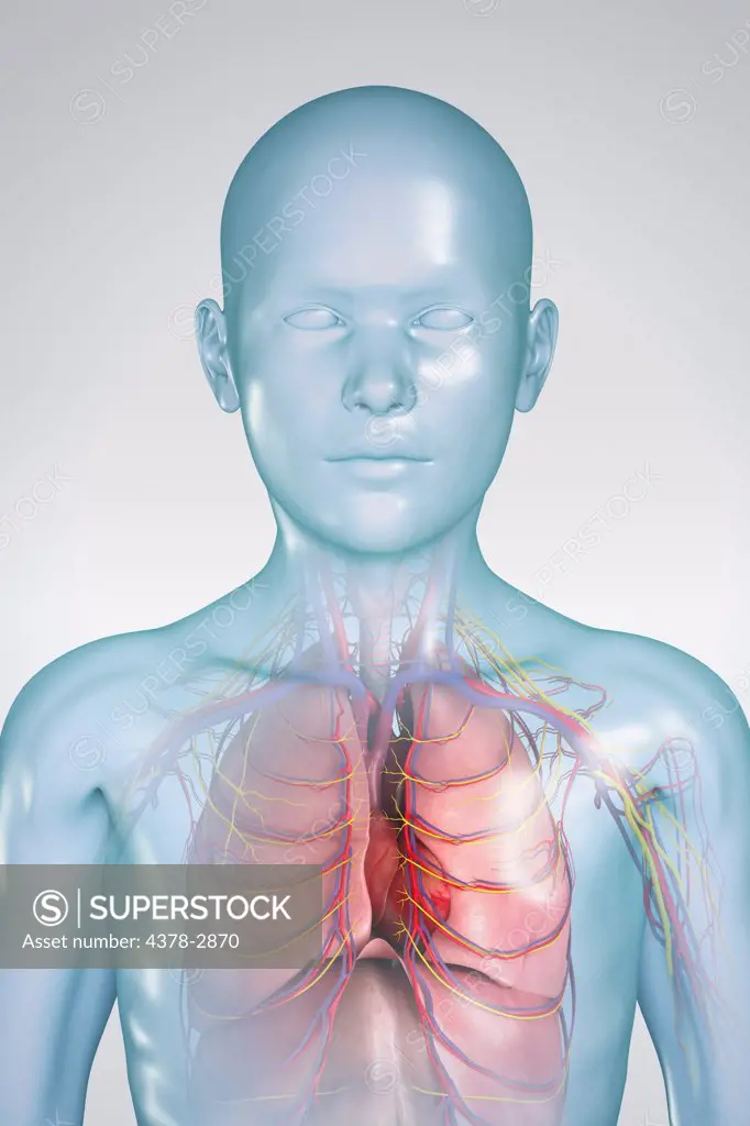 Digital illustration of a pre-adolescent male child showing the structure of the internal organs.