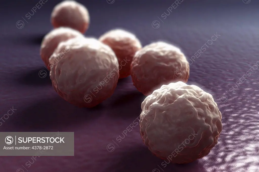 Group of chlamydia bacteria.
