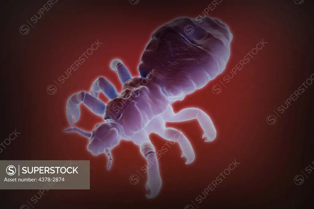 Parasitic head louse toned pink against a red background.