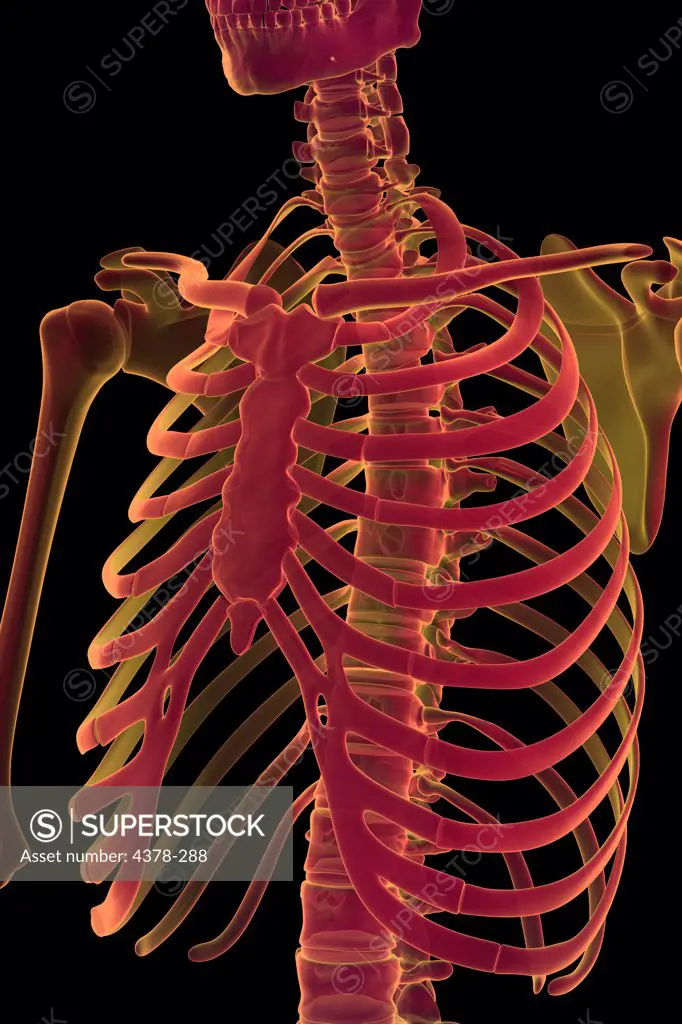 Three-quarter stylized view of the bones the chest including the ribcage and sternum.