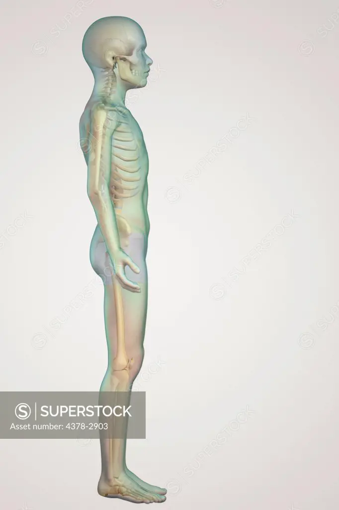 Anatomical model of a child showing skeletal system.