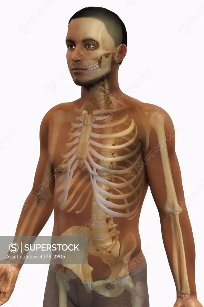 A view of a male figure of African ethnicity showing the anatomy of the skeletal system.