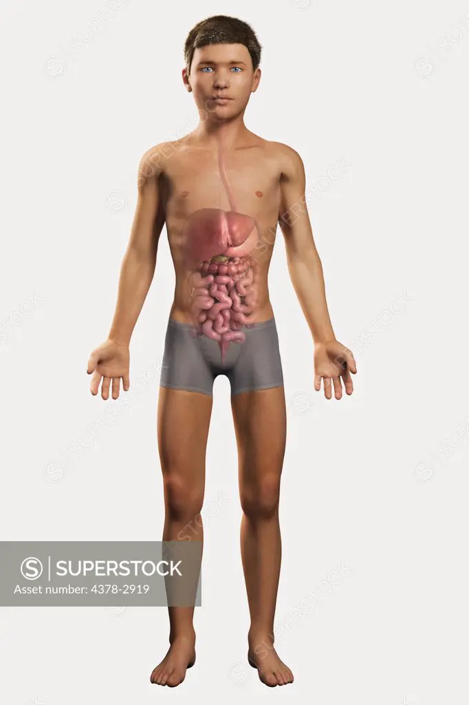 Digital illustration of a pre-adolescent male child with the organs of the digestive system visible within the abdomen.