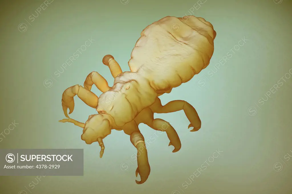 Parasitic head louse toned yellow.