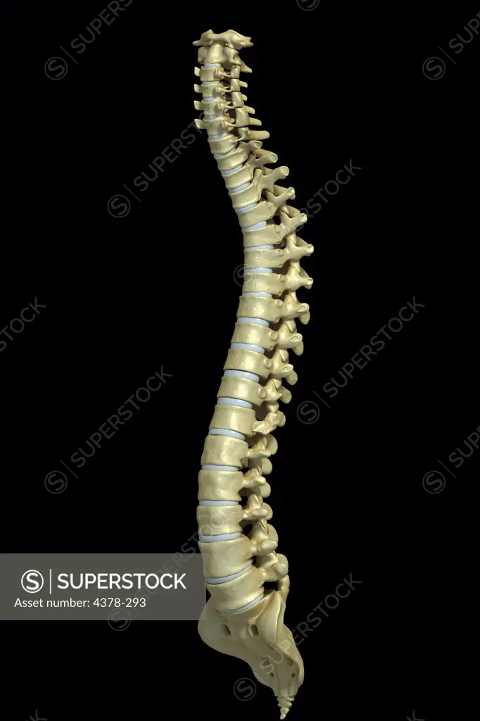 Three-quarter view of the human spinal column or spine.