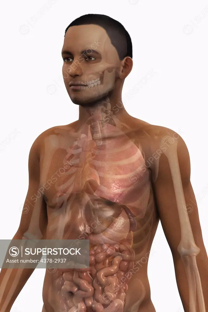 Waist up view of a male figure of African ethnicity with the internal organs and bones visible.