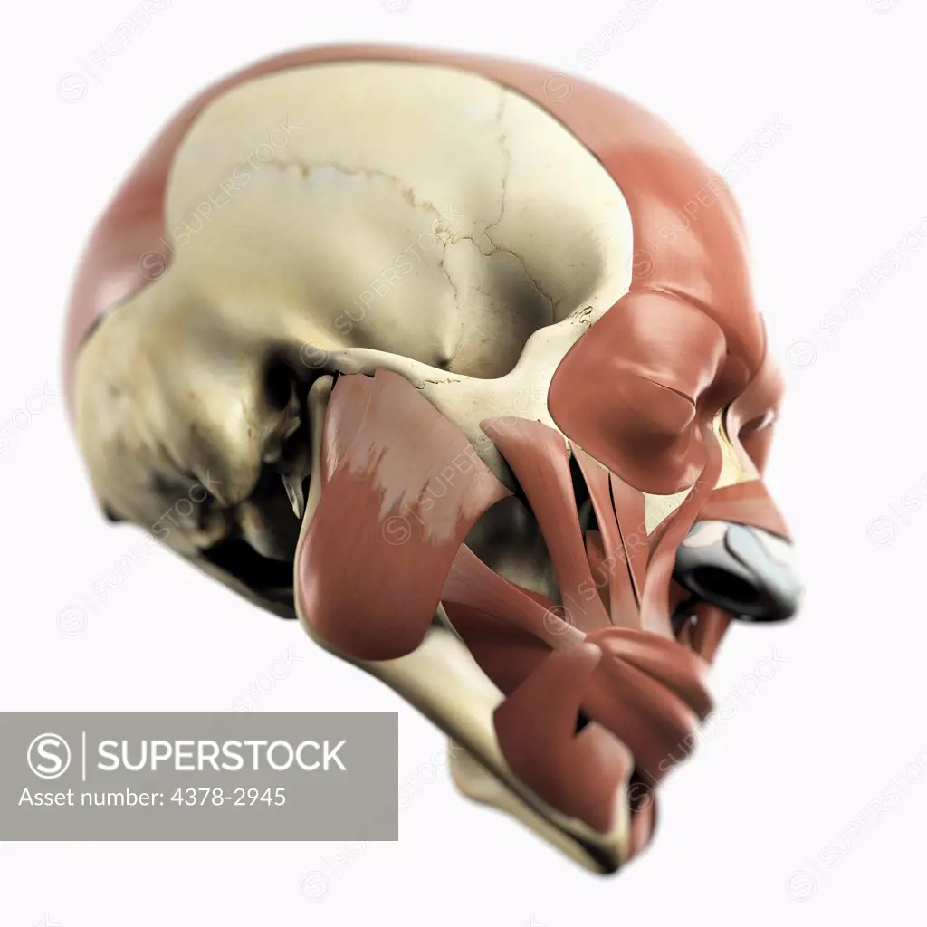 Anatomical model showing the facial muscles.