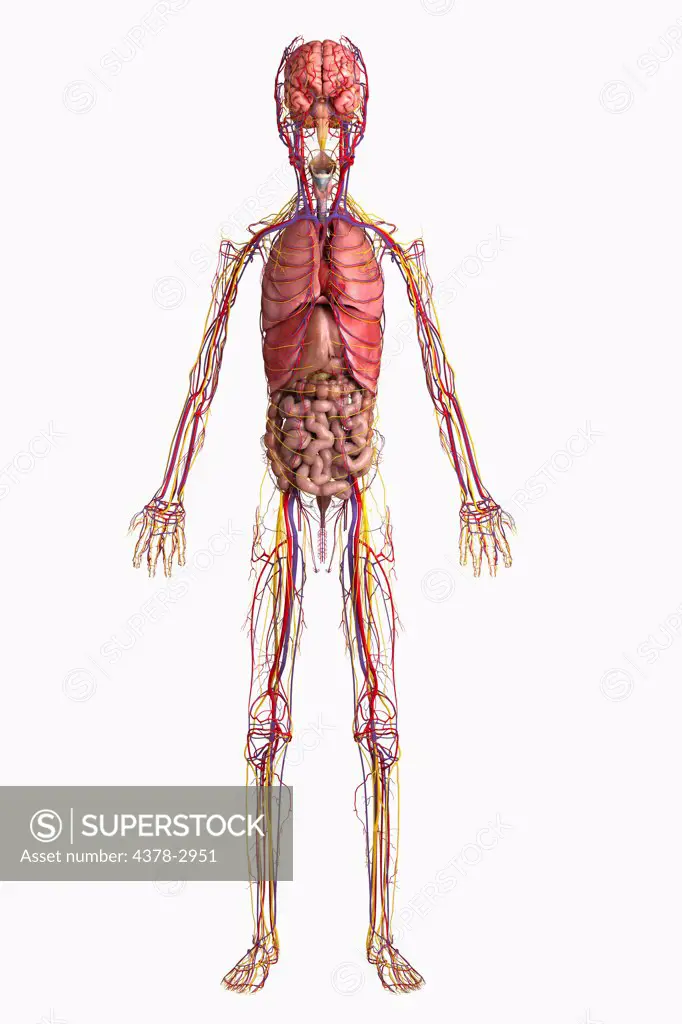 Digital illustration of internal organs of a pre-adolescent male child.
