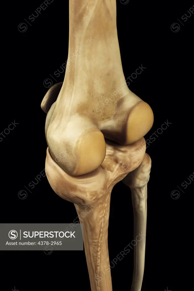 Model showing the human knee joint and its connecting bones.