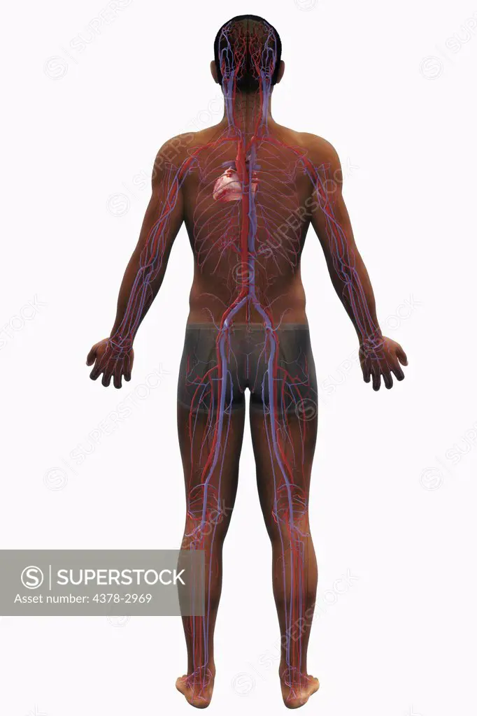 Rear view of a male figure of African ethnicity with the cardiovascular system visible.