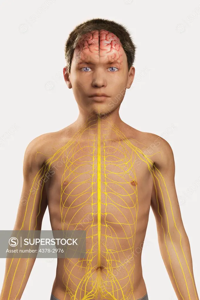 Digital illustration of a pre-adolescent male child with the brain and nerves of the nervous system visible within the body.