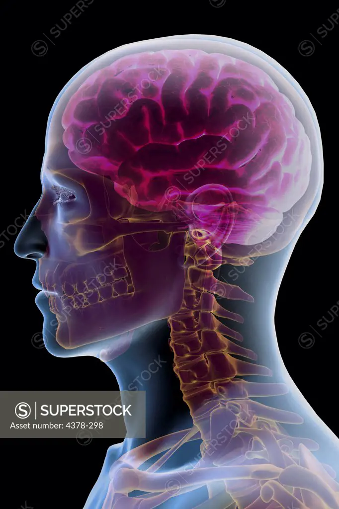 Stylized side view of the bones of the head and neck within the skin with the brain within the skull.