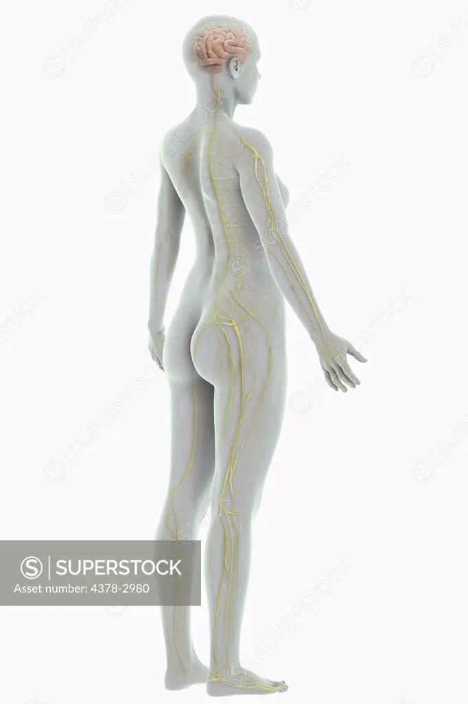 A stylized female figure with a wire frame appearance with nerves and brain present.