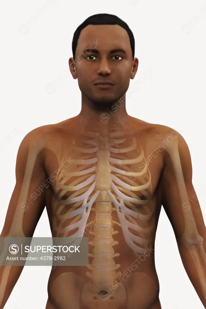 A view of a male figure of African ethnicity showing the bones of the trunk.