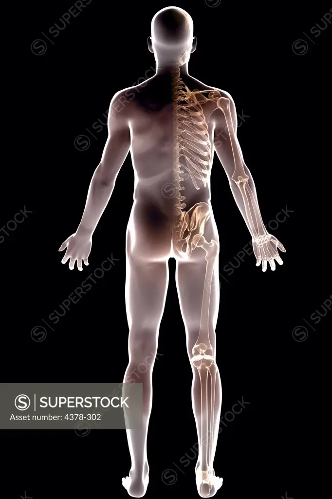 Full body view of the male human skeleton.