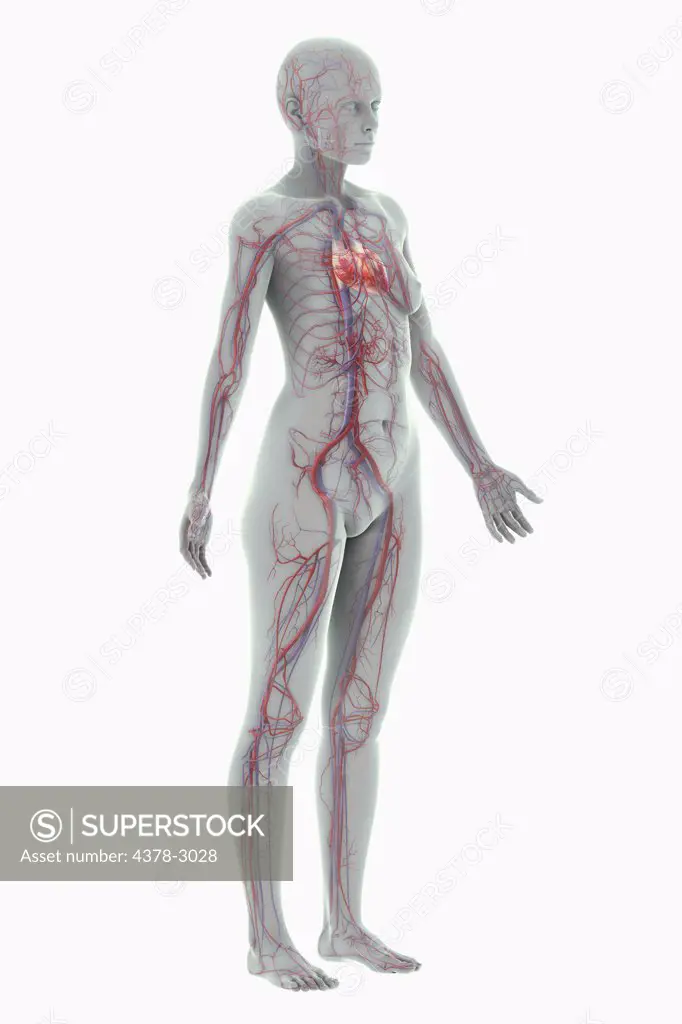 A stylized female figure with a wire frame appearance with the heart and blood vessels of the cardiovascular system present.