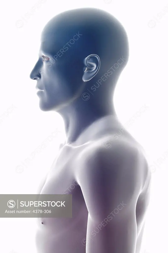 Stylized side view of the surface anatomy of the head and shoulders.