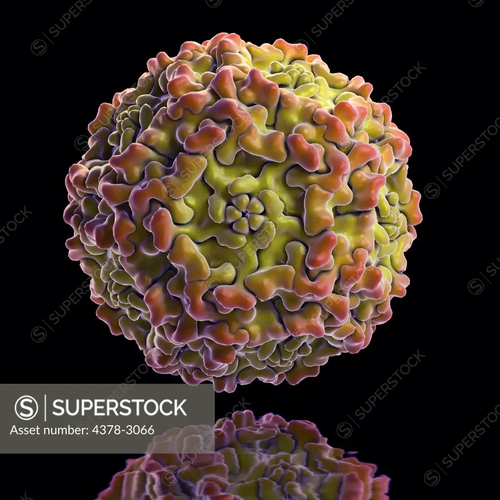 Structure of Human Parvovirus B19 (PDB 1S58). B19 virus causes a childhood rash called fifth disease or erythema infectiosum which is commonly called slapped cheek syndrome.