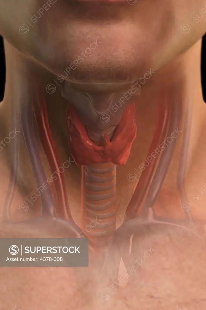 Front view of the male neck showing the trachea. The blood vessels and thyroid gland are also included.