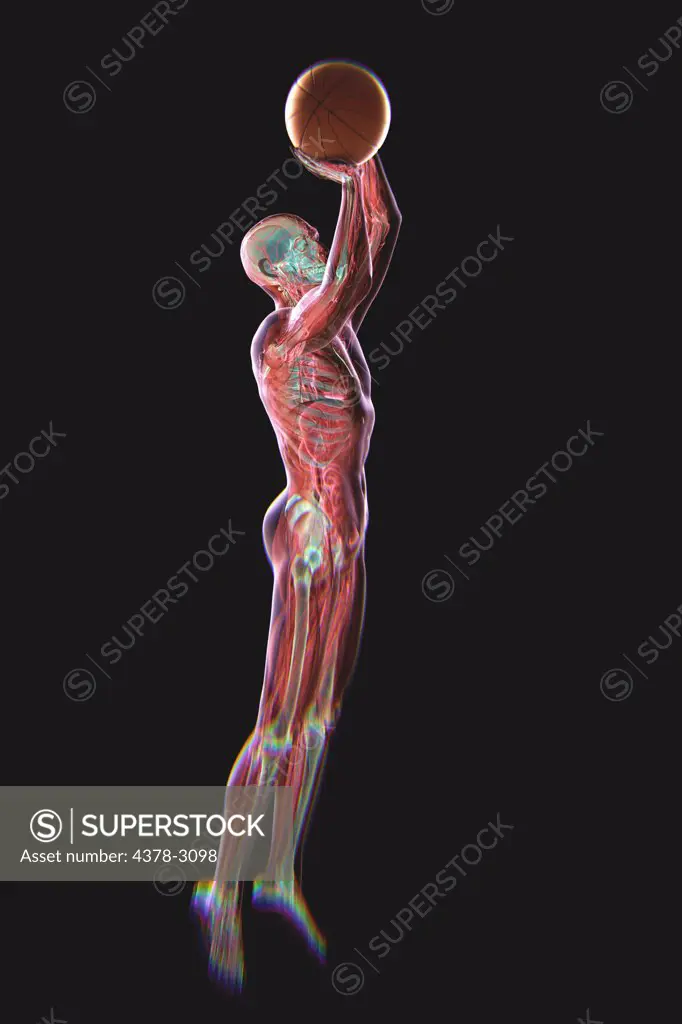 Male figure jumping with a basketball about to take a shot. The internal anatomy is visible within the body.