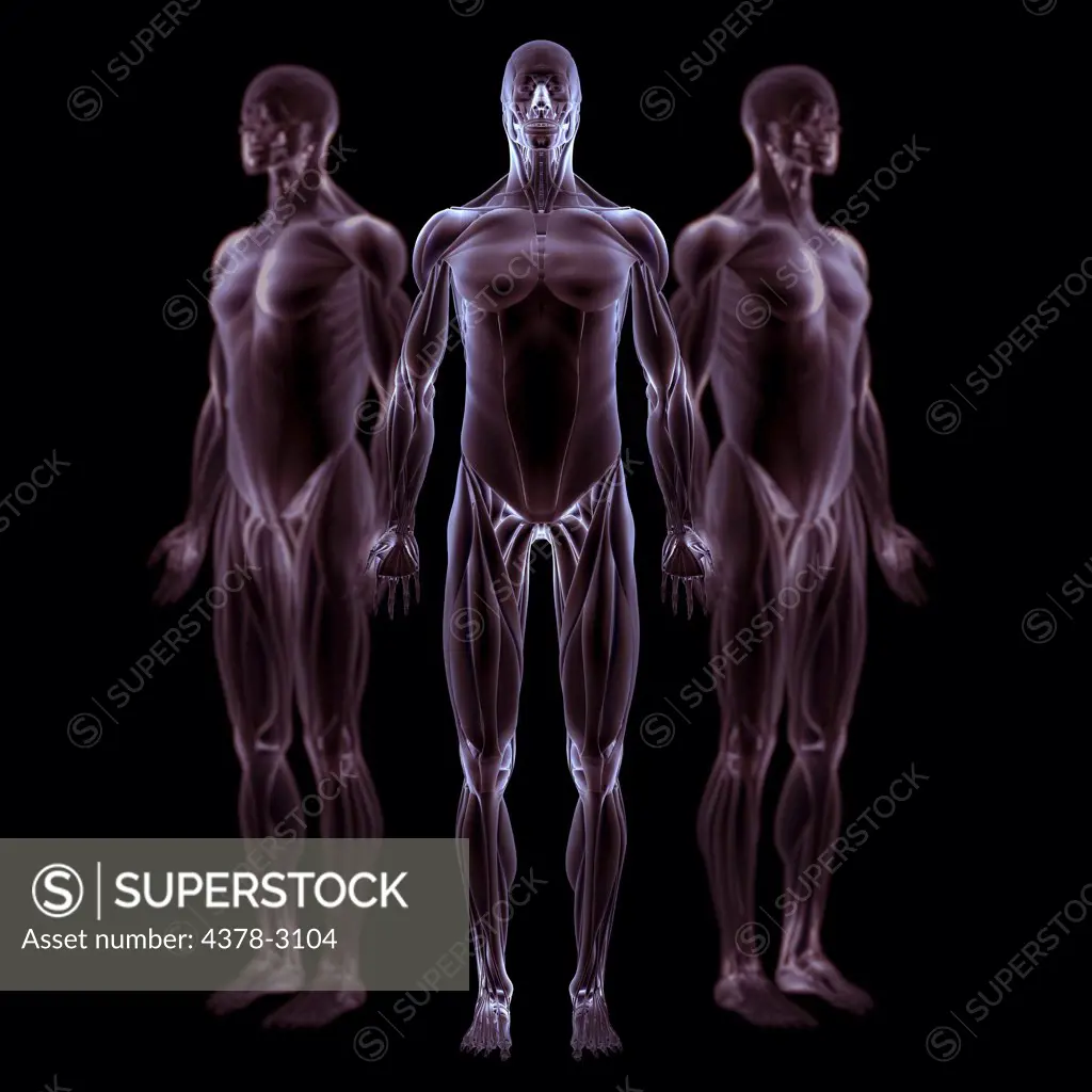 The musculature of the male body viewed from 3 angles.