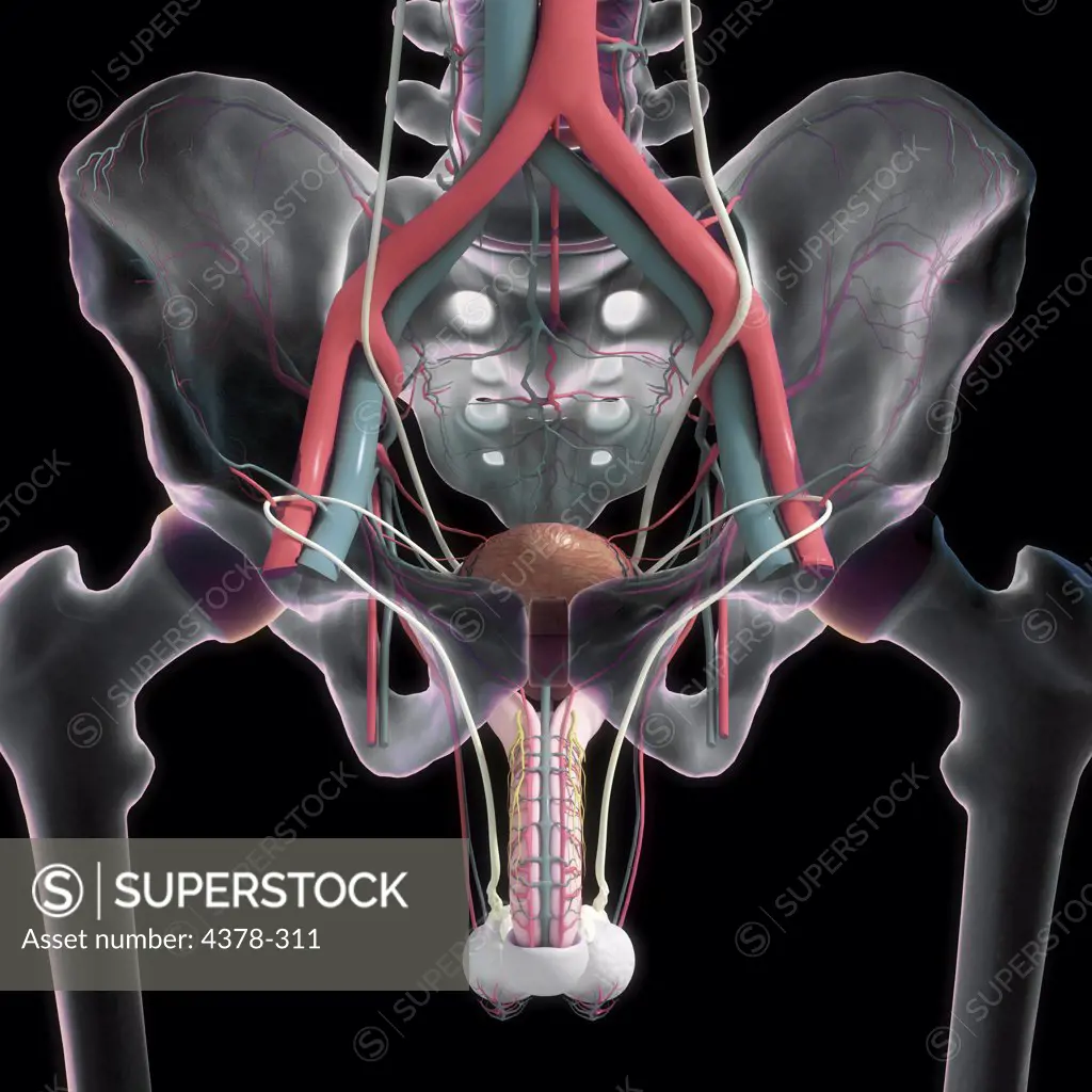 Front view of the bones of the pelvic region , lower urinary system and its blood supply.