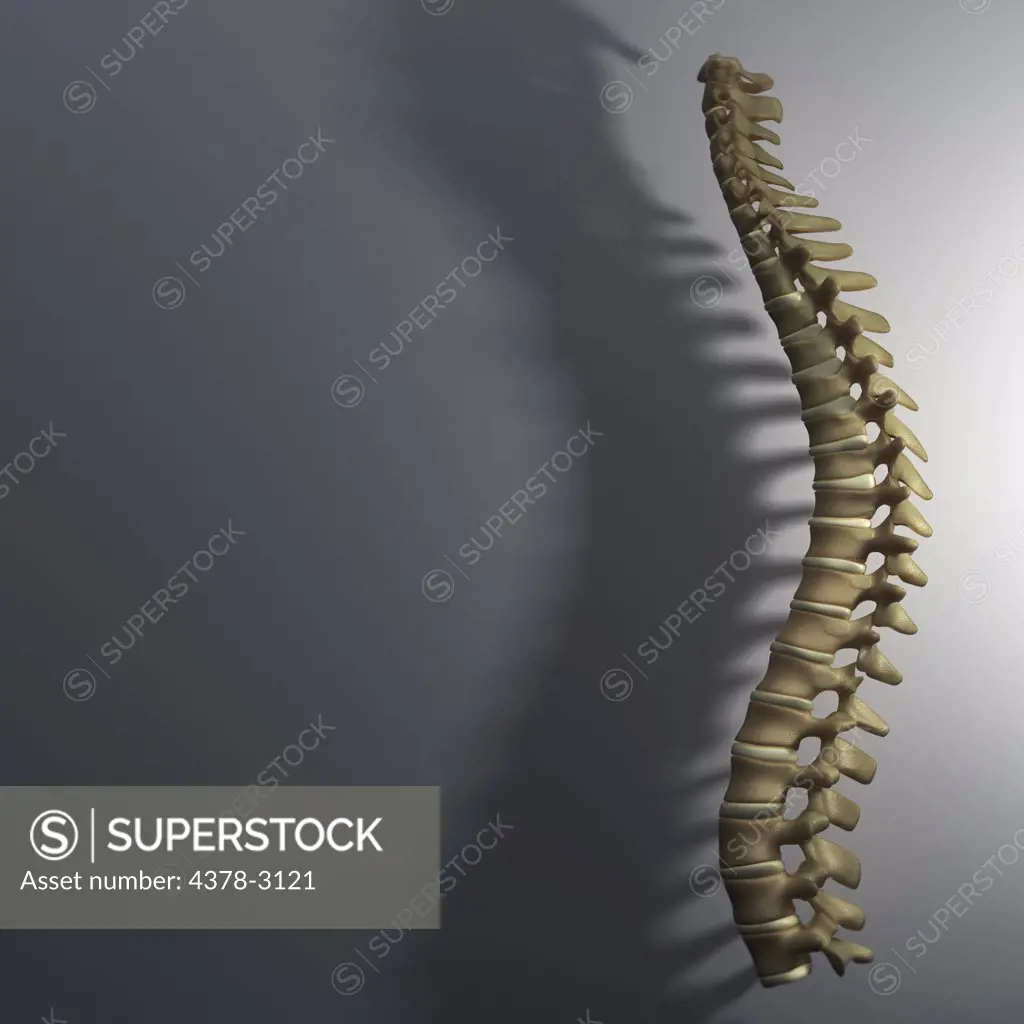 The spine viewed from a side perspective against a gray background. The spine is lit from the right casting a long shadow.