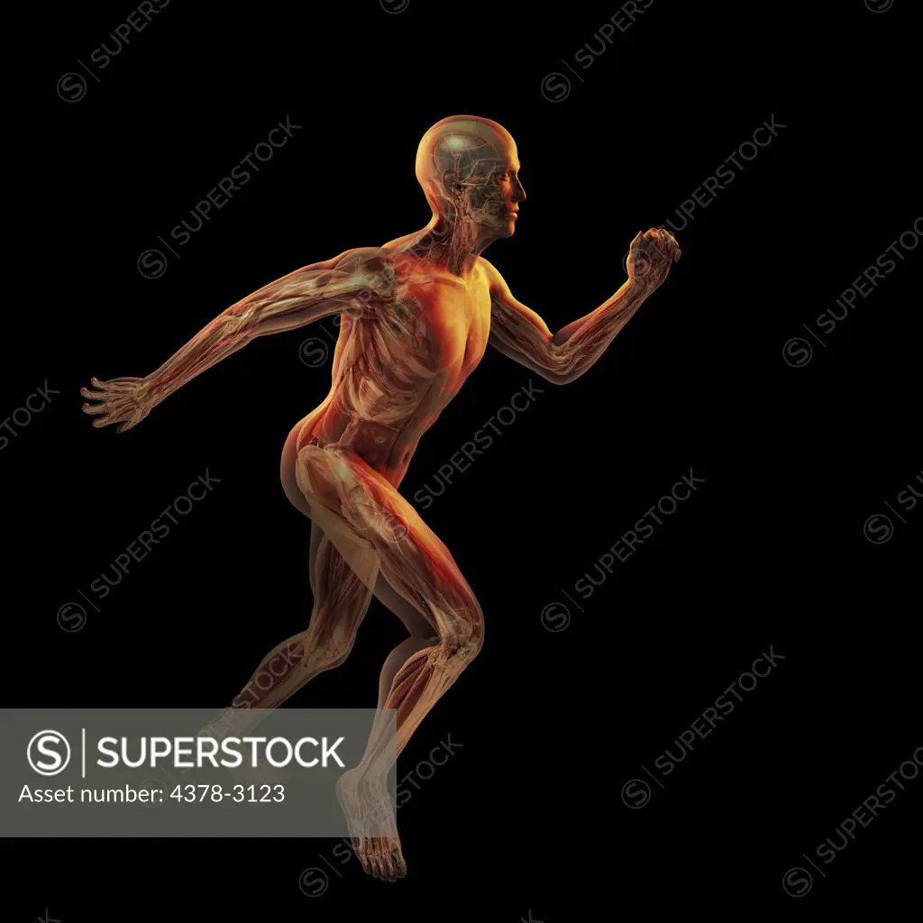 A running male figure with transparent skin to reveal the inner anatomical structures.