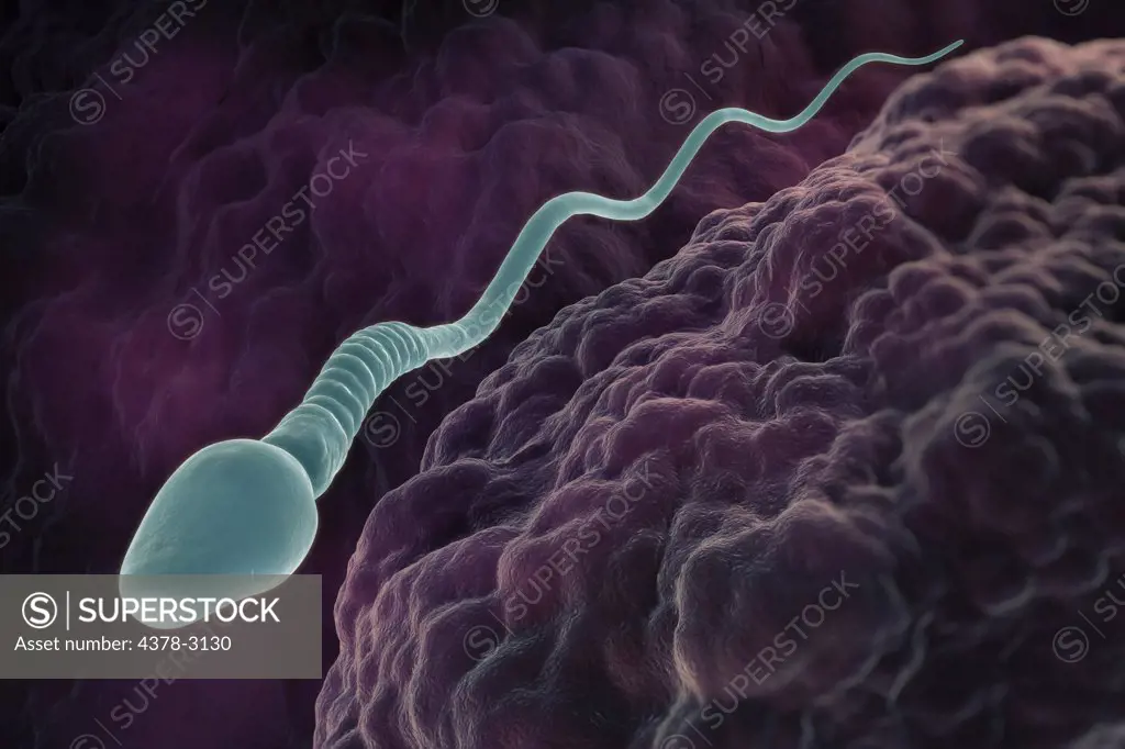 A single male sperm cell swimming in the fallopian tube.