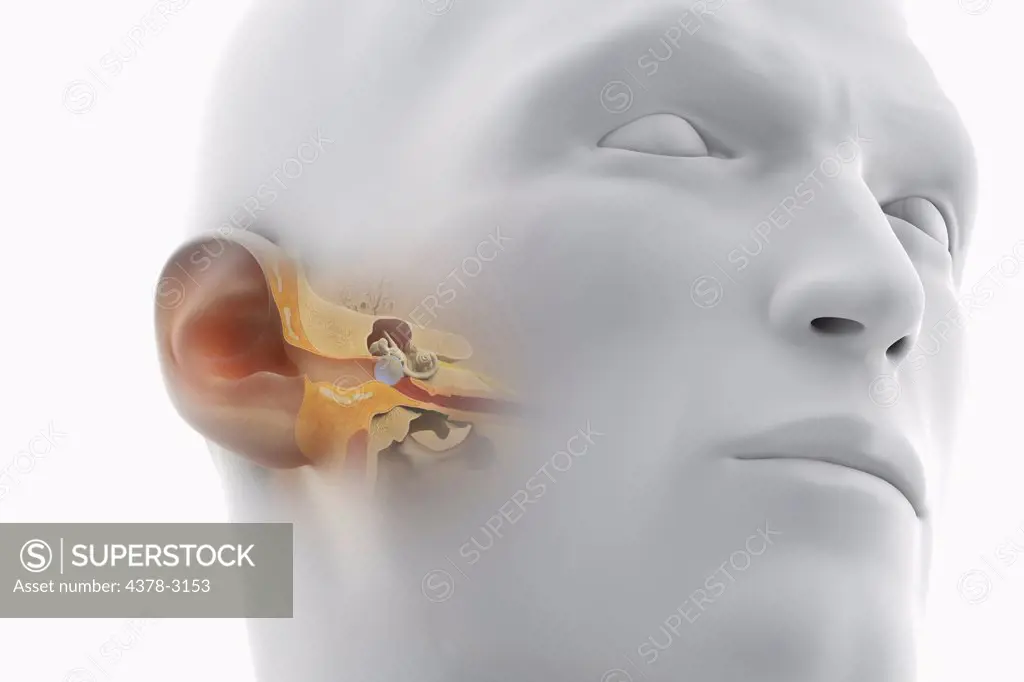 A sectional view of the human head revealing the anatomy of the ear canal and inner ear anatomy.