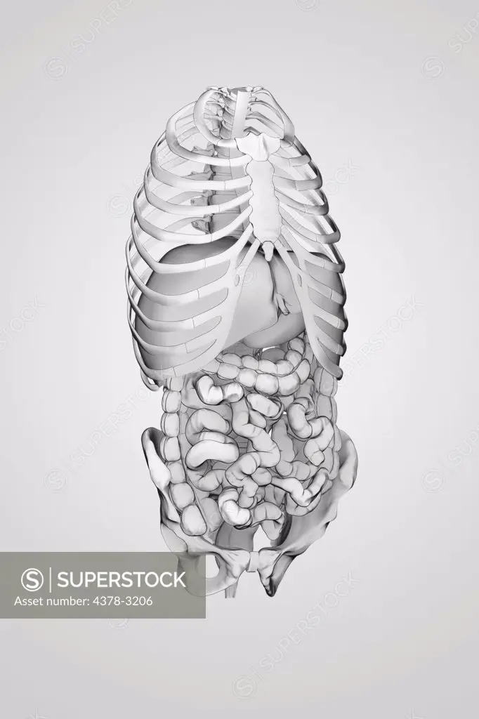 Organs of the digestive system within the bones of the torso viewed from a three-quarter view.