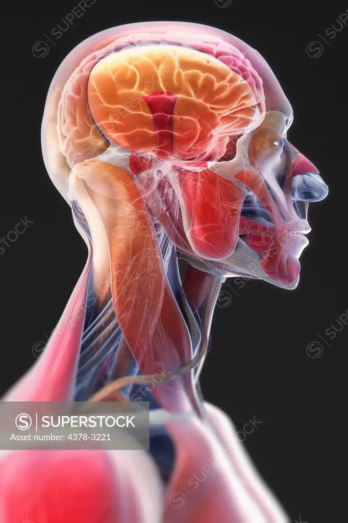 A stylized side view of the head and neck. The brain is visible within the head.